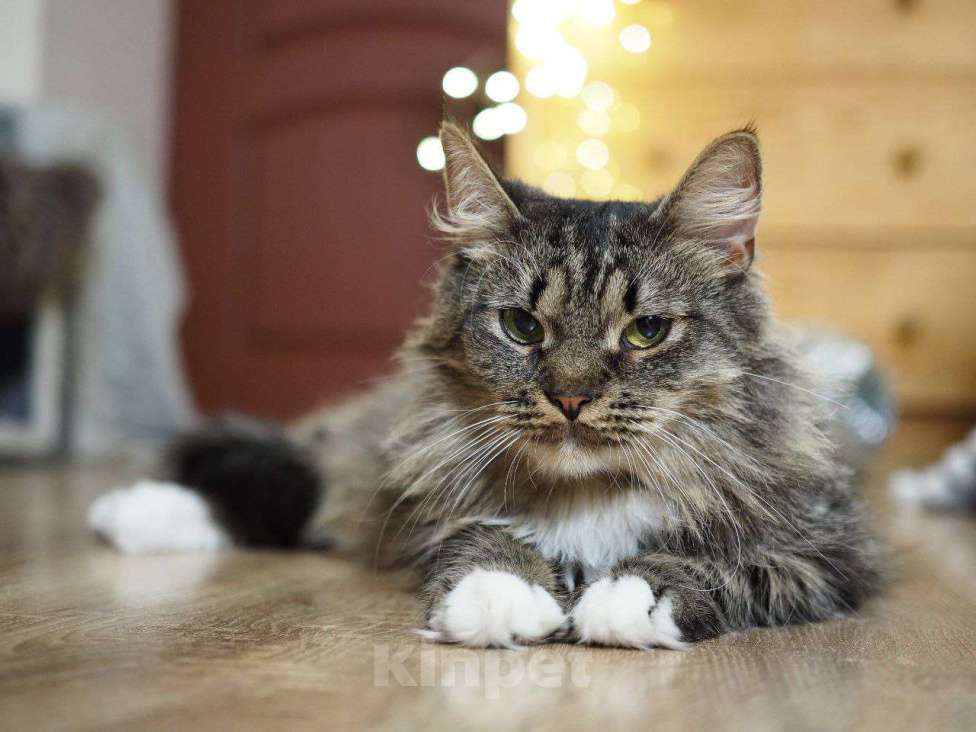 Кошки в Москве: кошка Марыся ищет дом Девочка, Бесплатно - фото 8