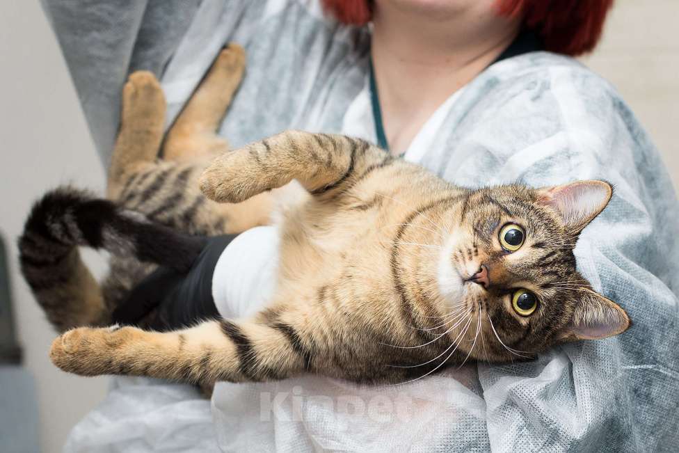 Кошки в Москве: Семечке удача пока не улыбнулась Девочка, Бесплатно - фото 2