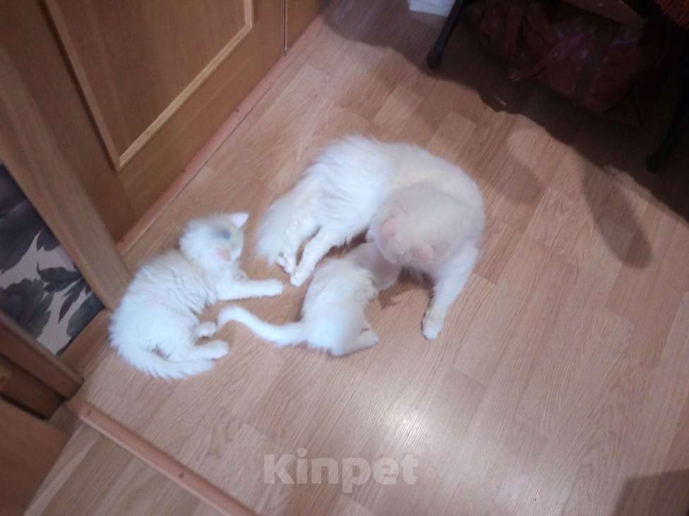 Кошки в Курске: котята в добрые руки Мальчик, 1 руб. - фото 4