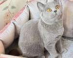 Кошки в Челябинске: Британская девочка Девочка, Бесплатно - фото 2