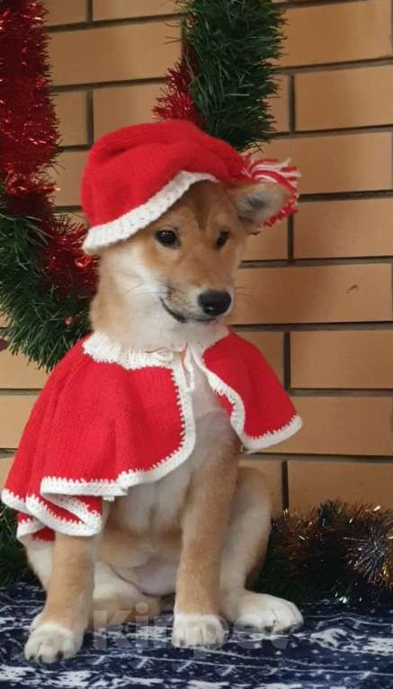 Собаки в других городах Московской области: Шикарная малышка сиба Девочка, Бесплатно - фото 1