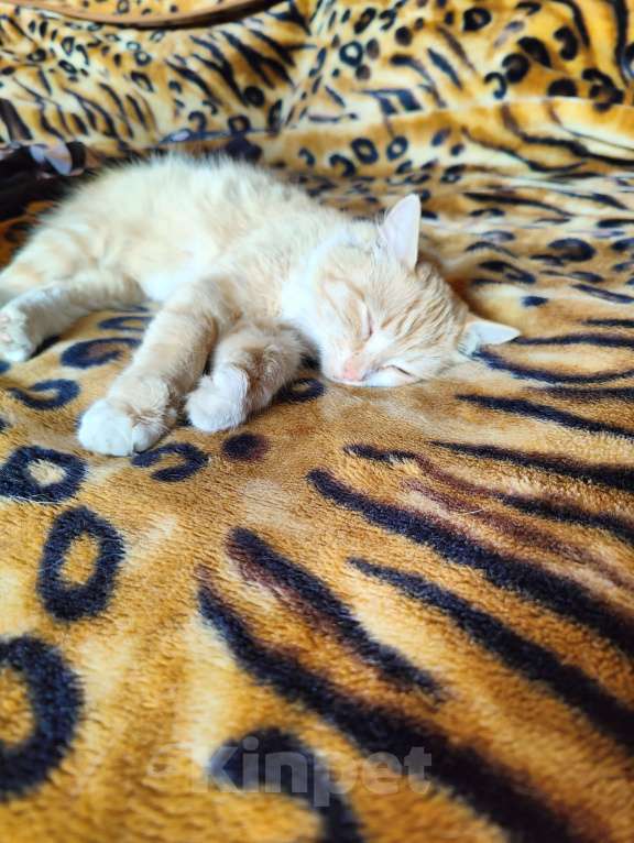 Кошки в Челябинске: Рыжее солнышко в добрые руки Девочка, Бесплатно - фото 6