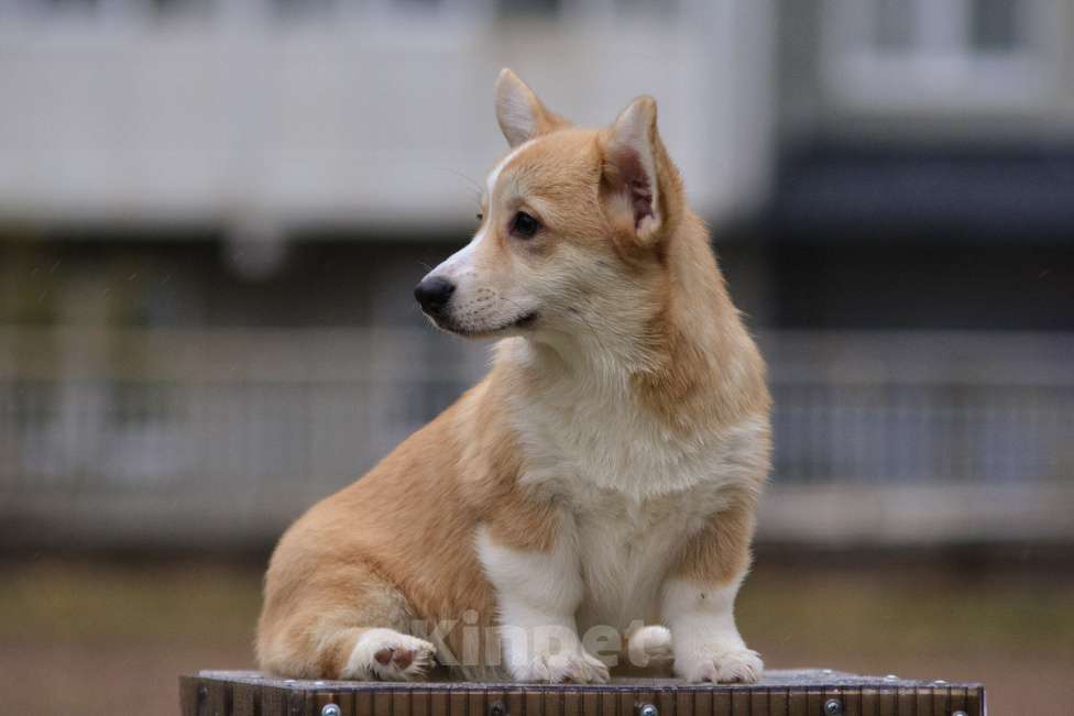 Собаки в Санкт-Петербурге: Красавица малышка ищет любящих мампап. Девочка, 45 000 руб. - фото 5