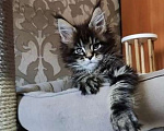 Кошки в Москве: Чистокровные котята Мейн кун (разные окрасы) Мальчик, 15 000 руб. - фото 1
