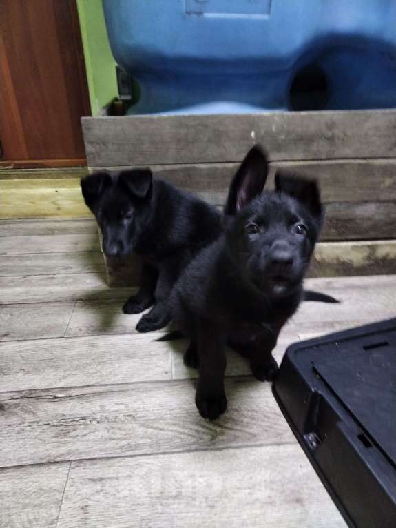 Собаки в Тайшете: Продам щенков немецкой овчарки Мальчик, 20 000 руб. - фото 4