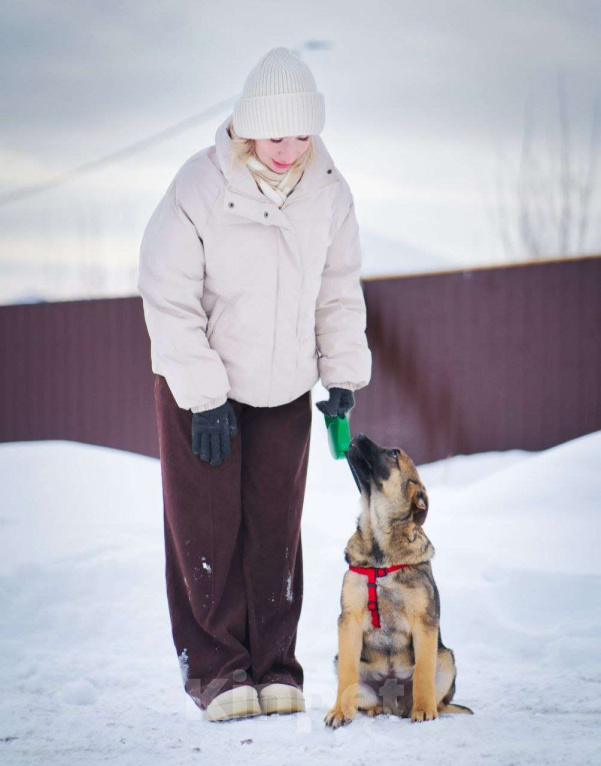 Собаки в других городах Московской области: Веселый парень Рокки хочет домой Мальчик, Бесплатно - фото 3