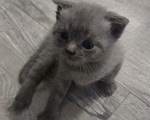 Кошки в Уссурийске: Продам шотландского вислоухого котенка Мальчик, 6 111 руб. - фото 4