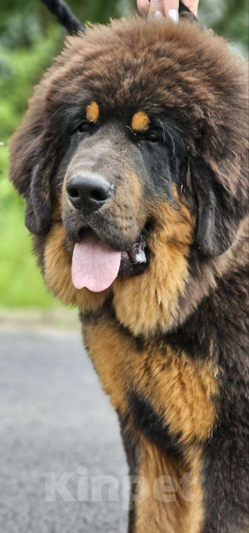 Собаки в Владимире: Тибетский мастиф Мальчик, 50 000 руб. - фото 2