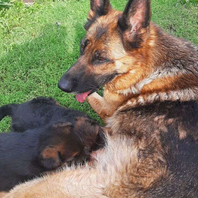 Собаки в Челябинске: Щенки немецкой овчарки Мальчик, 20 000 руб. - фото 2