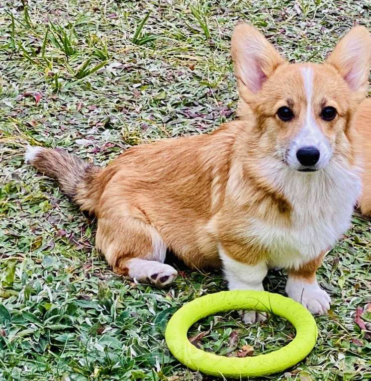 Собаки в Воронеже: Щенок Вельш Корги Пемброк Девочка РКФ Девочка, Бесплатно - фото 6