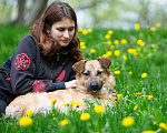 Собаки в Москве: Домашний пёсик в добрые руки Мальчик, Бесплатно - фото 2
