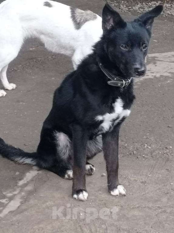 Собаки в Краснодаре: СЛАВНЫЙ КАРАЧАЙ Мальчик, Бесплатно - фото 2