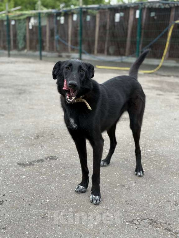 Собаки в Москве: Клякса Девочка, Бесплатно - фото 5