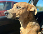 Собаки в Анапе: Красавица-ласкуша Звёздочка очень хочет стать домашней и любимой! Девочка, Бесплатно - фото 1