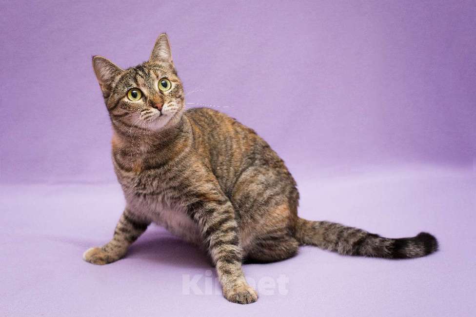 Кошки в Москве: Разноцветная красавица Линда. Кошка в добрые руки. Девочка, Бесплатно - фото 4