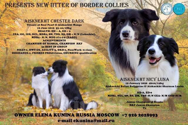 Собаки в Москве: Самая ласковая и нежная девочка бордер-колли Девочка, Бесплатно - фото 6