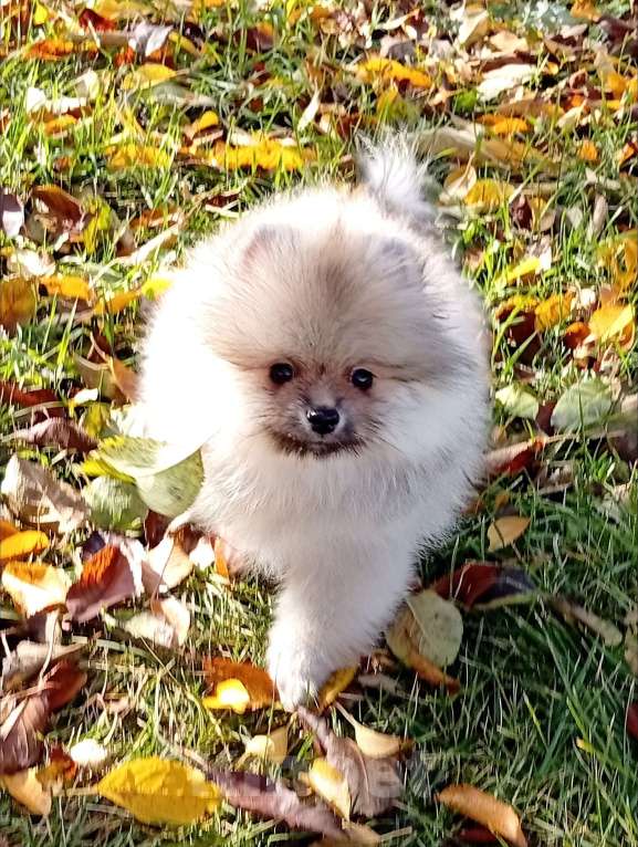 Собаки в Воронеже: Шпиц мишка Девочка, Бесплатно - фото 8