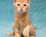 Кошки в Москве: Котёнок Марчелло - рыжее солнышко в добрые руки Мальчик, 10 руб. - фото 4