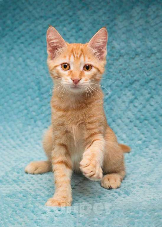 Кошки в Москве: Котёнок Марчелло - рыжее солнышко в добрые руки Мальчик, 10 руб. - фото 4