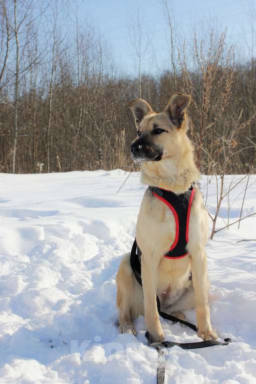 Собаки в Москве: Марфа Девочка, Бесплатно - фото 4