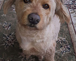 Собаки в Краснодаре: Розовый пёс в очень добрые руки Мальчик, 555 руб. - фото 2