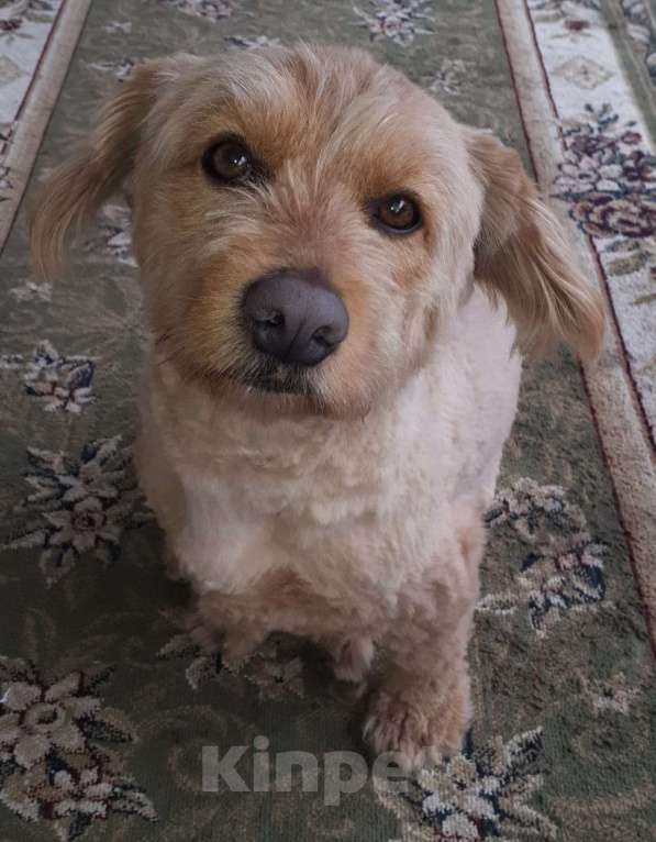 Собаки в Краснодаре: Розовый пёс в очень добрые руки Мальчик, 555 руб. - фото 2