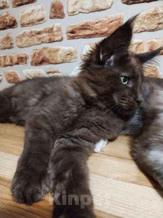 Кошки в Петрозаводске: Котята мейн-кун  Мальчик, Бесплатно - фото 4