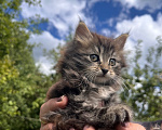 Кошки в Санкт-Петербурге: Котята в добрые руки Мальчик, Бесплатно - фото 7
