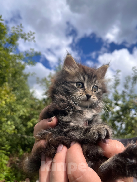Кошки в Санкт-Петербурге: Котята в добрые руки Мальчик, Бесплатно - фото 7