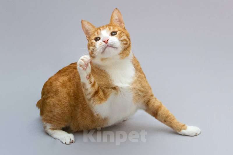 Кошки в Москве: Кот Гарик ищет доброе сердце. Мальчик, Бесплатно - фото 4