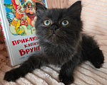 Кошки в Москве: Маленькая крошка в самые лучшие ручки Девочка, Бесплатно - фото 1
