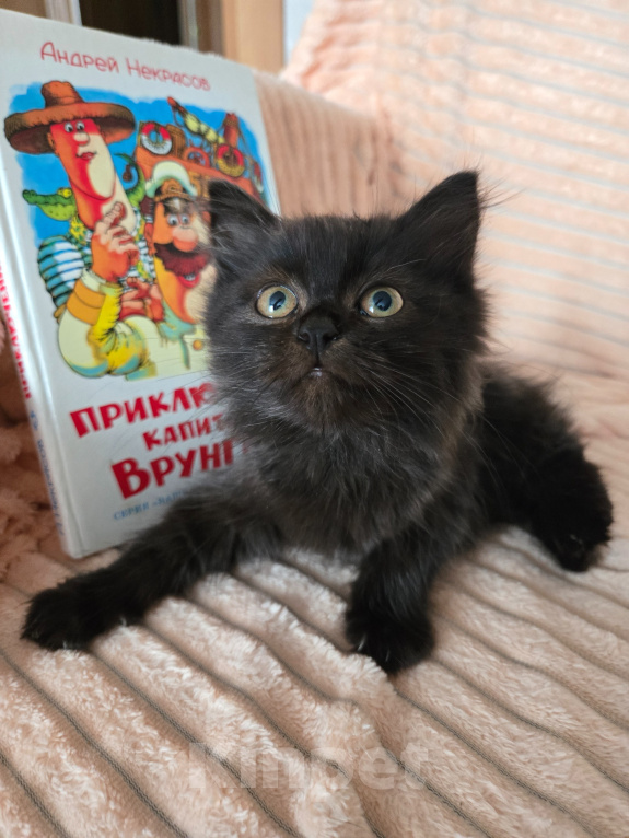 Кошки в Москве: Маленькая крошка в самые лучшие ручки Девочка, Бесплатно - фото 1