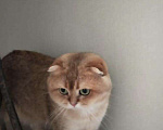 Кошки в Мур: Шотландские котята, 6 руб. - фото 10