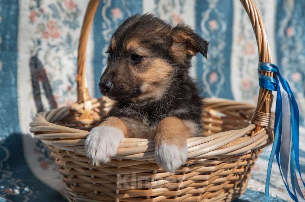 Собаки в Москве: Щенок 2х месяцев Бим в добрые руки Мальчик, Бесплатно - фото 7