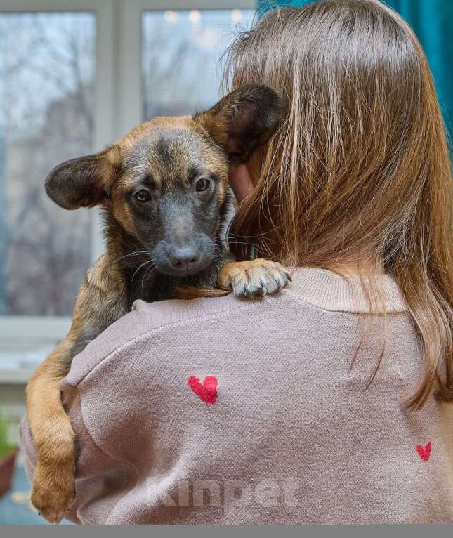 Собаки в Москве: Трогательный щенок Арчи очень ждёт свою семью! Мальчик, Бесплатно - фото 3