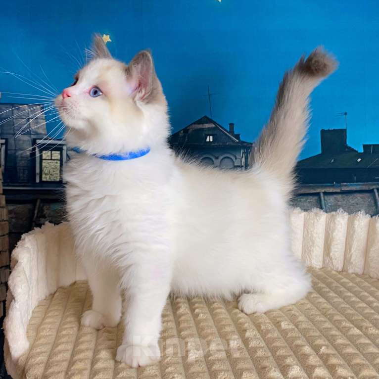 Кошки в Санкт-Петербурге: Клубный котенок РЭГДОЛЛ Мальчик, 85 000 руб. - фото 2