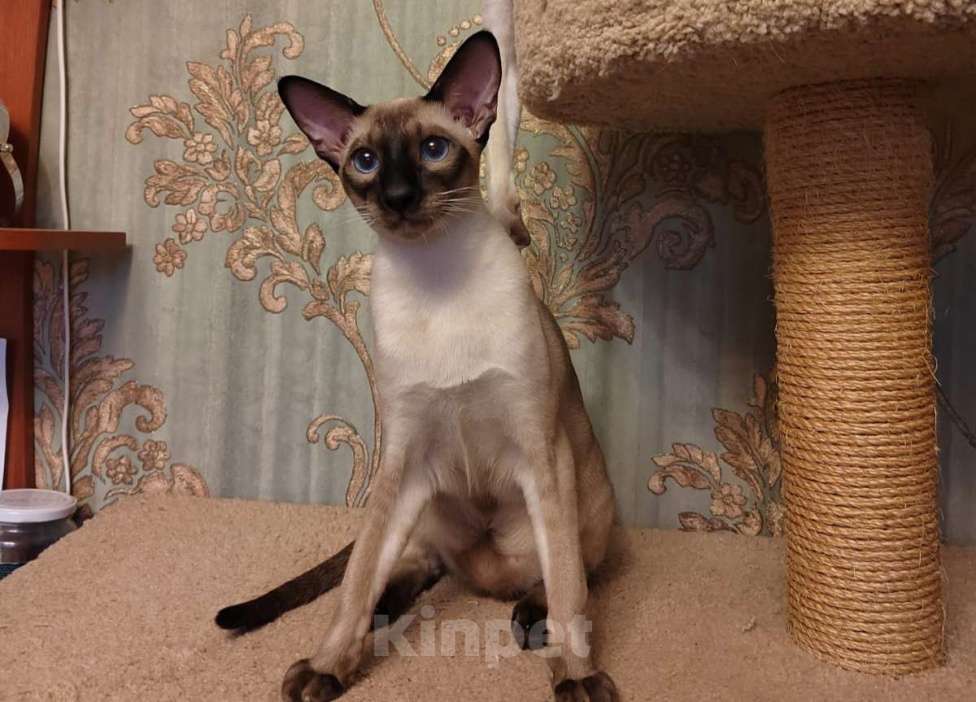 Кошки в Санкт-Петербурге: Ориентальные котёнок котик коричневый Мальчик, 35 000 руб. - фото 5