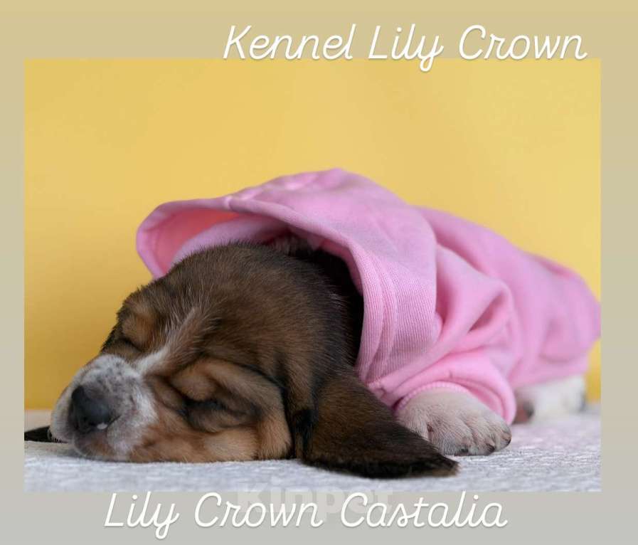 Собаки в Москве: бассет хаунд девочка Девочка, 80 руб. - фото 1