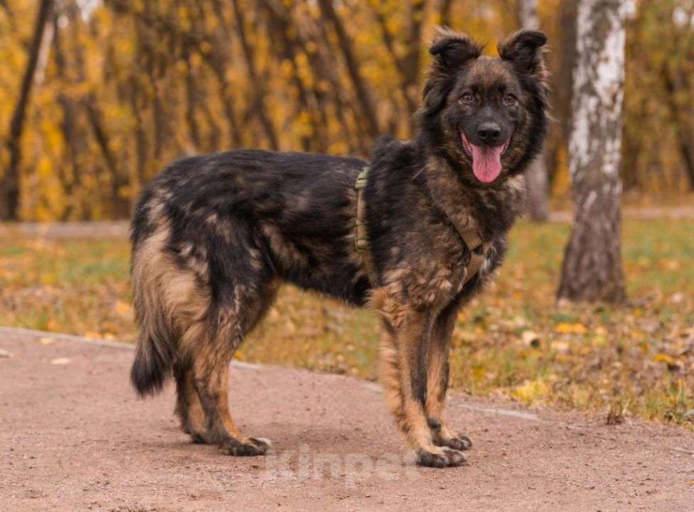 Собаки в Москве: Альф Мальчик, Бесплатно - фото 3