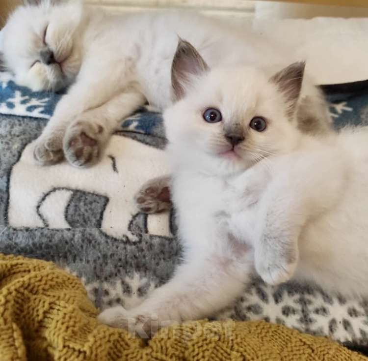 Кошки в Москве: Рэгдолл малышки Девочка, 38 000 руб. - фото 3