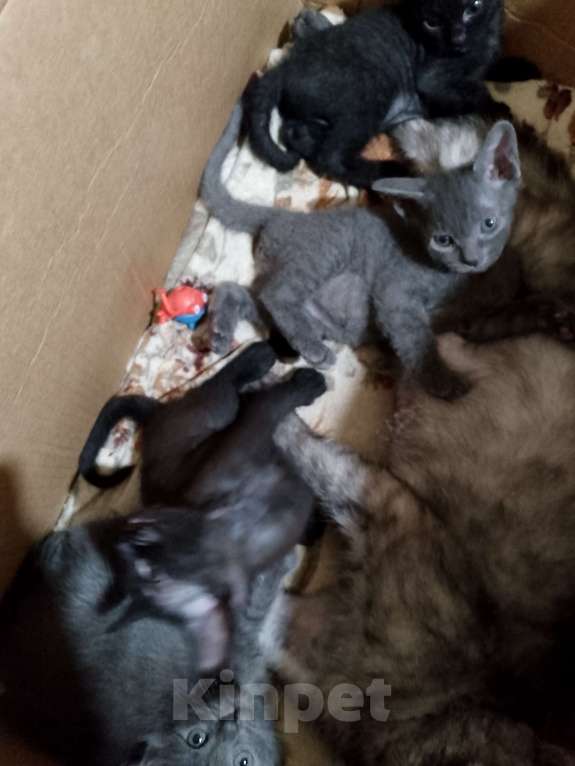 Кошки в Ростове-на-Дону: Кошечка серая Девочка, Бесплатно - фото 3