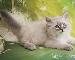 Кошки в Москве: Невский маскарадный котенок Мальчик, 60 000 руб. - фото 2