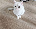 Кошки в Москве: Британский короткошёрстный домашний кот ищет новых хозяев Мальчик, Бесплатно - фото 1