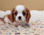 Собаки в Белгороде: Щенки кавалер кинг чарльз спаниель мальчики и девочки  Мальчик, Бесплатно - фото 1