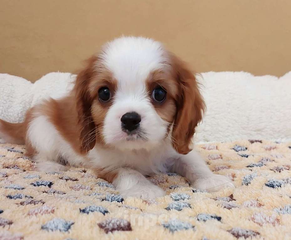 Собаки в Белгороде: Щенки кавалер кинг чарльз спаниель мальчики и девочки  Мальчик, Бесплатно - фото 1