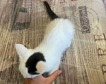 Кошки в Москве: Белый котик с одним пятном на головке Мальчик, Бесплатно - фото 4