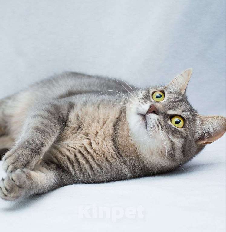 Кошки в Москве: Самая нежная и ласковая кошечка ищет дом и заботливых людей 🤍 Девочка, Бесплатно - фото 2