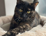 Кошки в Москве: Изюминка ищет дом Девочка, Бесплатно - фото 1