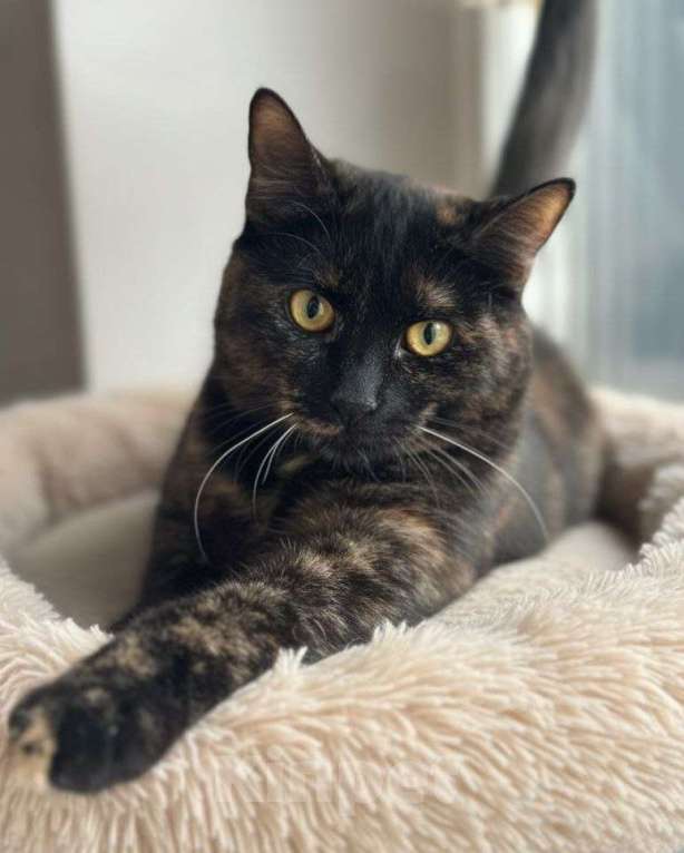 Кошки в Москве: Изюминка ищет дом Девочка, Бесплатно - фото 1