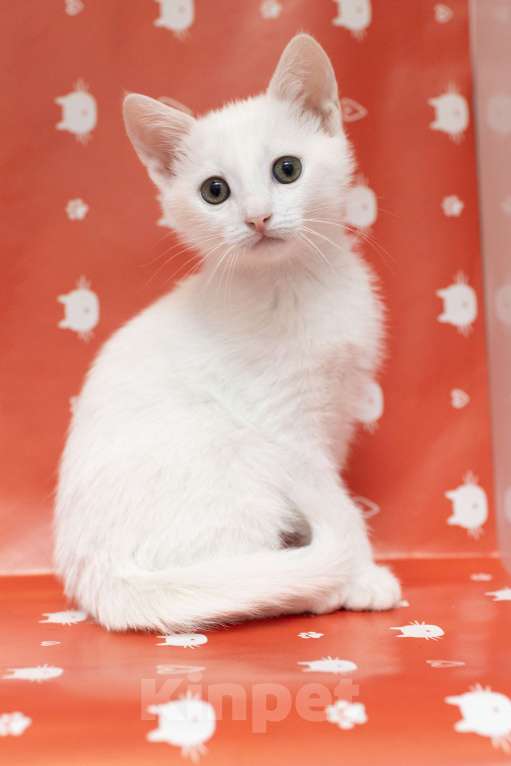 Кошки в Москве: Белый котенок в добрые руки Мальчик, Бесплатно - фото 5